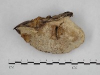 登錄號:F0005600藏品圖，第1張