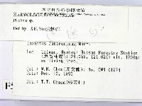 木層孔菌屬藏品圖，第2張