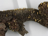 登錄號:F0005603藏品圖，第5張