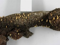 登錄號:F0005603藏品圖，第6張