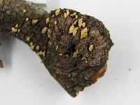 登錄號:F0005603藏品圖，第7張