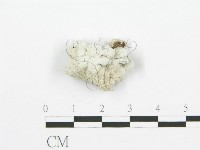 裂褶菌藏品圖，第3張