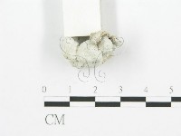 裂褶菌藏品圖，第5張