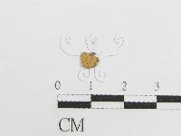 登錄號:F0005605藏品圖，第1張