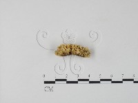 銀耳屬藏品圖，第3張