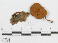 登錄號:F0005608藏品圖，第3張