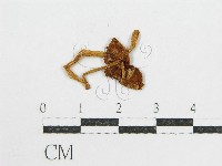 登錄號:F0005609藏品圖，第3張