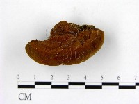 登錄號:F0005610藏品圖，第3張
