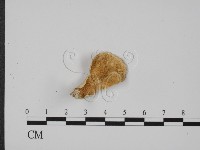 登錄號:F0005612藏品圖，第1張