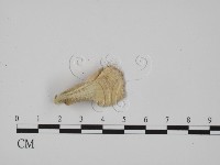 登錄號:F0005612藏品圖，第3張