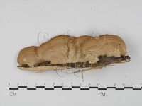 登錄號:F0005614藏品圖，第1張