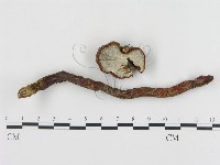 登錄號:F0005615藏品圖，第1張