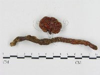 登錄號:F0005615藏品圖，第4張