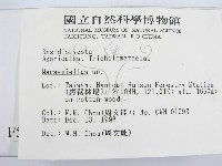 微皮傘屬藏品圖，第2張