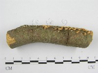 微皮傘屬藏品圖，第1張