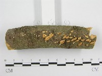 微皮傘屬藏品圖，第3張