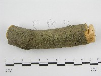 微皮傘屬藏品圖，第4張