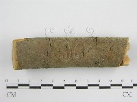 微皮傘屬藏品圖，第5張