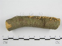 微皮傘屬藏品圖，第6張