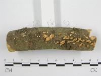 微皮傘屬藏品圖，第7張