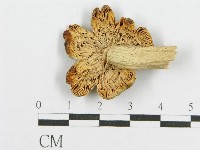 登錄號:F0005618藏品圖，第3張