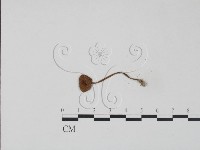 登錄號:F0005620藏品圖，第3張