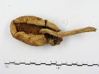 登錄號:F0005621藏品圖，第1張