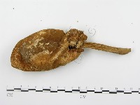 登錄號:F0005621藏品圖，第3張