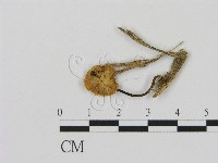 登錄號:F0005624藏品圖，第1張