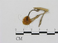 登錄號:F0005624藏品圖，第3張
