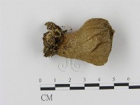 登錄號:F0005625藏品圖，第1張