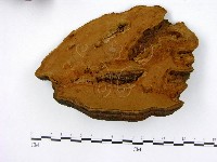 登錄號:F0005626藏品圖，第1張