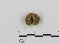 登錄號:F0005628藏品圖，第1張