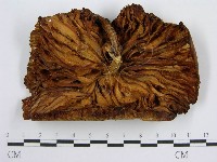 登錄號:F0005629藏品圖，第1張