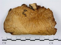 登錄號:F0005629藏品圖，第3張