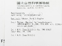 香菇	藏品圖，第2張