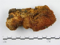 登錄號:F0005632藏品圖，第1張