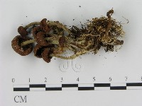 登錄號:F0005634藏品圖，第3張