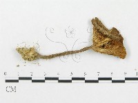 登錄號:F0005635藏品圖，第3張