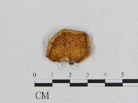 登錄號:F0005636藏品圖，第3張