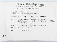 糙皮側耳藏品圖，第2張