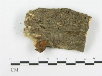 糙皮側耳藏品圖，第1張