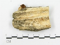 糙皮側耳藏品圖，第3張