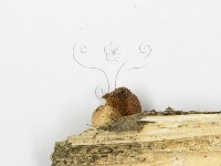 糙皮側耳藏品圖，第4張