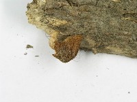 糙皮側耳藏品圖，第5張