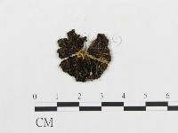 登錄號:F0005638藏品圖，第3張