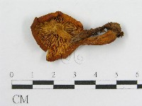 登錄號:F0005640藏品圖，第1張