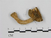 小皮傘屬藏品圖，第1張