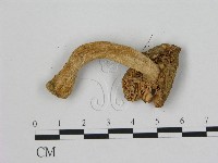 小皮傘屬藏品圖，第3張