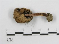 登錄號:F0005642藏品圖，第1張